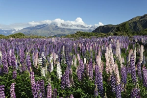 Uncultivated Prints: Field of lupins along Beacon Point Road, Wanaka, Otago, South Island, New Zealand, Pacific