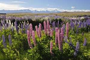 Field of lupins with Southern Alps behind, near Lake Tekapo, Canterbury region, South Island, New Zealand, Pacific