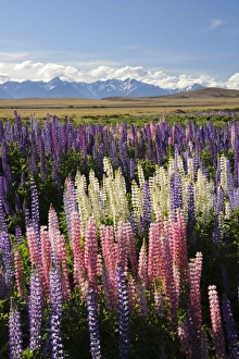Field of lupins with Southern Alps behind, near Lake Tekapo, Canterbury region, South Island, New Zealand, Pacific