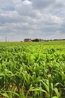 Farm House Prints: Field of maize with farmhouse in distance, Warwickshire, England, United Kingdom, Europe