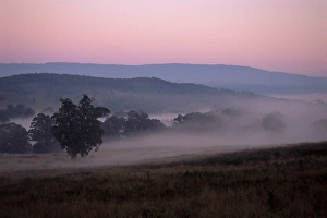 Enigma Prints: Field, Marysville, Yarm Ranges, Victoria, Australia, Pacific