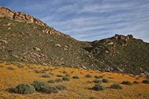 Namaqualand Prints: Field of Namaqualand daisy (Jakkalsblom) (Dimorphotheca sinuata), Namakwa, Namaqualand