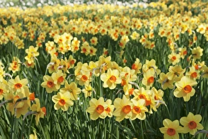 Field of narcissi, Mainau Island in spring, Lake Constance, Baden-Wurttemberg, Germany