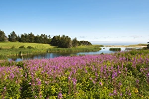 Images Dated 26th July 2009: Field near Lakeville, Prince Edward Island, Canada, North America