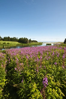 Images Dated 26th July 2009: Field near Lakeville, Prince Edward Island, Canada, North America