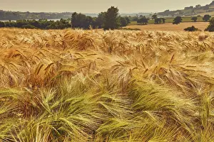 Farmland Prints: Field of nearly ripe barley in Devon during summer season close to Teignmouth region