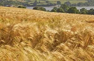 Pasture Prints: Field of nearly-ripe barley in the sun near Teignmouth in Devon