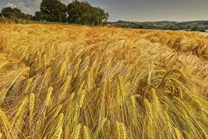 Time Prints: Field of nearly ripe barley swaying in the breeze under a bright sky near Teignmouth in Devon