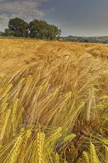 Time Prints: Field of nearly-ripe barley swaying in the wind near Teignmouth in Devon during late summer