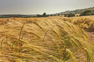 Equipment Prints: Field of nearly-ripe barley sways in the breeze with hills in the distance in Teignmouth