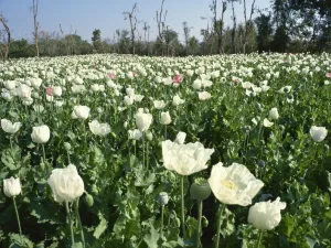 Poppies Prints: Field of opium poppies, grown under licence, near Chittorgarh, Rajasthan, India, Asia