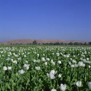 Poppies Prints: Field of opium poppies, Rajasthan, India, Asia
