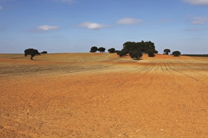 Farm Land Prints: A field of orange-red earth, typical of rural land of the region