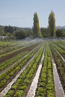 Field of organic lettuce in Earthbound Farms, Carmel Valley, California