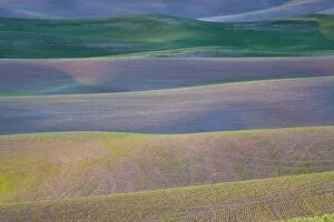 Abstract: Field patterns at dawn, Palouse, Washington State, United States of America