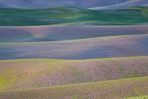 Abstract: Field patterns at dawn, Palouse, Washington State, United States of America