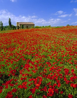 Montepulciano Prints: Field of poppies and barn
