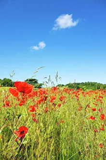 Peaceful Setting Prints: A field of poppies in Kent, England, United Kingdom, Europe