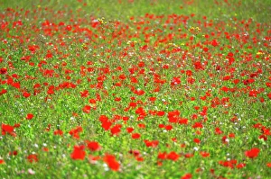 Open Space Prints: A field of poppies in Kent, England, United Kingdom, Europe