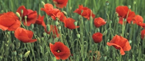 Images Dated 18th June 2009: Field of poppies, Neresheim, Swabian Alb, Baden Wurttemberg, Germany, Europe
