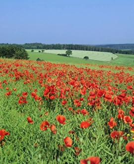Images Dated 17th June 2008: Field of poppies, Neresheim, Swabian Alb, Baden Wurttemberg, Germany, Europe