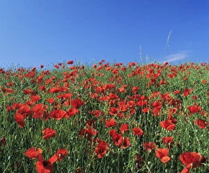 Images Dated 25th June 2008: Field of poppies, Neresheim, Swabian Alb, Baden Wurttemberg, Germany, Europe