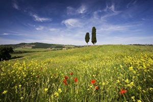 Images Dated 14th May 2009: Field of poppies and oil seed with two cypress trees on brow of hill, near Pienza