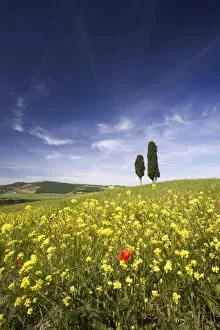 Images Dated 14th May 2009: Field of poppies and oil seed with two cypress trees on brow of hill, near Pienza