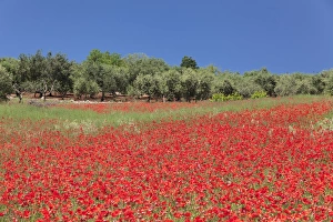 Poppy Prints: Field of poppies and olive trees, Valle d Itria, Bari district, Puglia, Italy, Europe