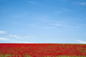 Field of poppies (Papaver hoeas), near Barrasford, Northumberland, England