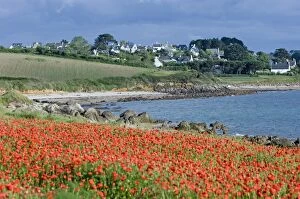 Field of poppies, Saint Sanson en Plouganou, North Finistere, Brittany, France, Europe