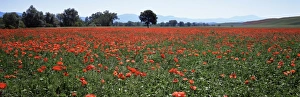 Poppy Prints: Field of poppies in spring