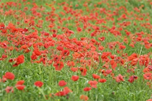 Images Dated 16th May 2008: Field of poppies Val d Orcia, Province Siena, Tuscany, Italy, Europe