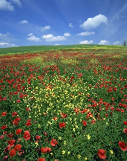 Pienza Prints: Field of poppies and wild flowers