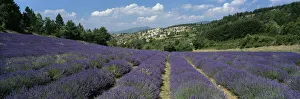 Provence Alpes Cote Dazur Prints: Field of purple lavender below the village of Aurel, Aurel, Vaucluse Department