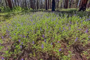 Petals Prints: A field of purple wildflowers called Lupine at Grand Canyon North Rim Arizona near Clear Creek Canyon