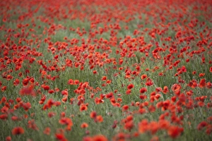 Poppy Prints: Field of red poppies, Chipping Campden