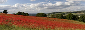 Wild Flower Prints: Field of red poppies, near Winchcombe, Cotswolds, Gloucestershire, England, United Kingdom