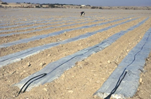 Field of sandy soil with rows of plastic sheets under