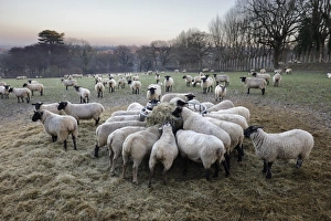 Winter Scene Prints: Field of sheep feeding on hay in winter, Burwash, East Sussex, England, United Kingdom