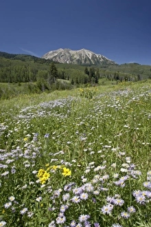 Daisy Prints: Field of showy daisy (Erigeron speciosus), Grand Mesa-Uncompahgre-Gunnison National Forest
