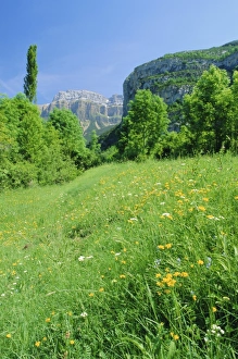 Huesca Prints: Field of spring flowers