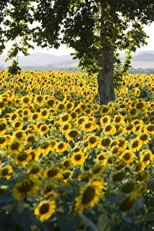 Images Dated 3rd August 2007: Field of sunflowers in full bloom, Languedoc, France, Europe