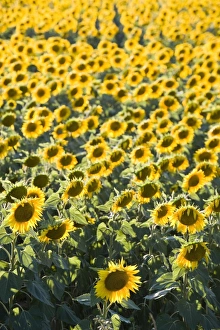 Images Dated 3rd August 2007: Field of sunflowers in full bloom, Languedoc, France, Europe