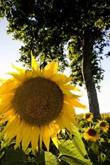 Images Dated 3rd August 2007: Field of sunflowers in full bloom, Languedoc, France, Europe
