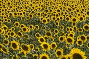 Images Dated 4th August 2007: Field of sunflowers in full bloom, Languedoc, France, Europe
