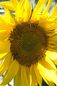 Images Dated 3rd August 2007: Field of sunflowers, Languedoc, France, Europe