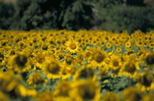 Sun Flower Prints: Field of sunflowers near Priene