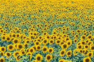 Helianthus Annuus Prints: Field of sunflowers, Orenburg Oblast, Russia, Europe