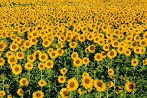 Vaucluse Prints: Field of sunflowers, Provence, Vaucluse, France